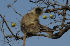 Gray langur monkeys, Panna Tiger Reserve