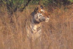 Tiger, Panna Tiger Reserve
