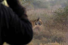 Tiger, Panna Tiger Reserve