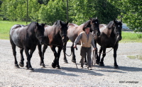 Percheron Horses