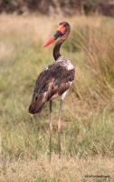 Saddle Bill Stork, Botswana
