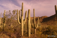 Saguaro, Tucson