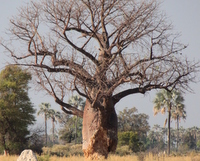 Baobob Tree, Botswana