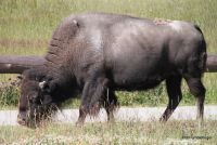 Bison, Yellowstone NP