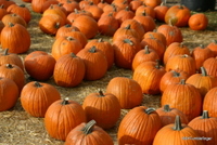 Fall Harvest, Washington