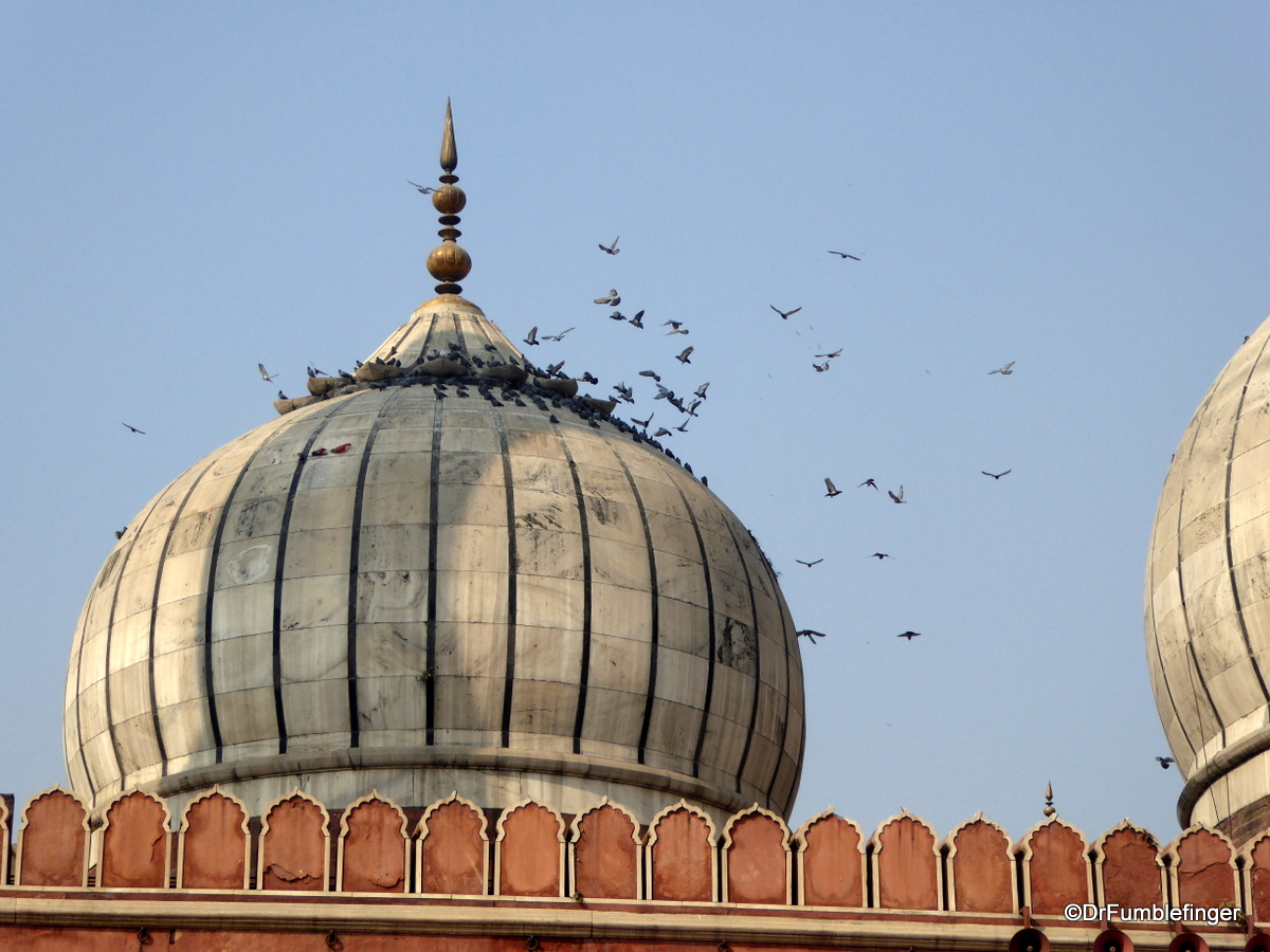 Pigeons at Jama Masjid, Delhi