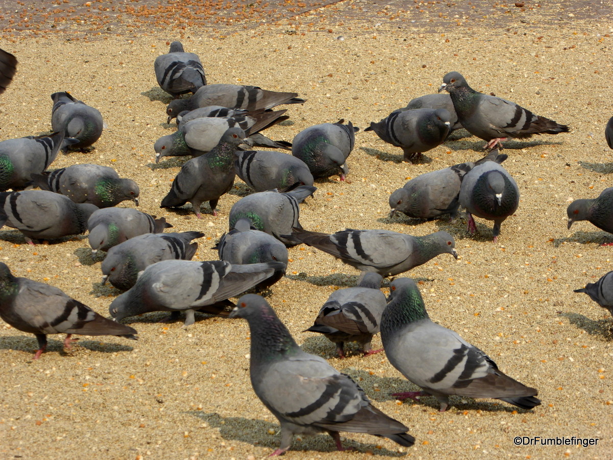Pigeons at Jama Masjid, Delhi