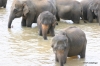 Baby elephants in Pinnawala