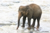 Baby elephants in Pinnawala