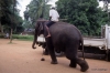 Working elephant, Pinnawala