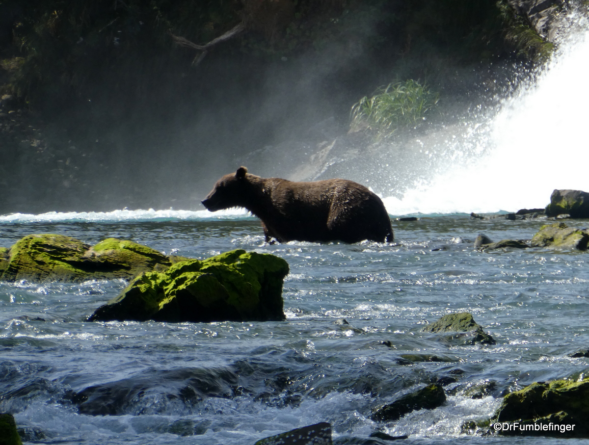 Alaskan Brown Bear at Devil's Falls