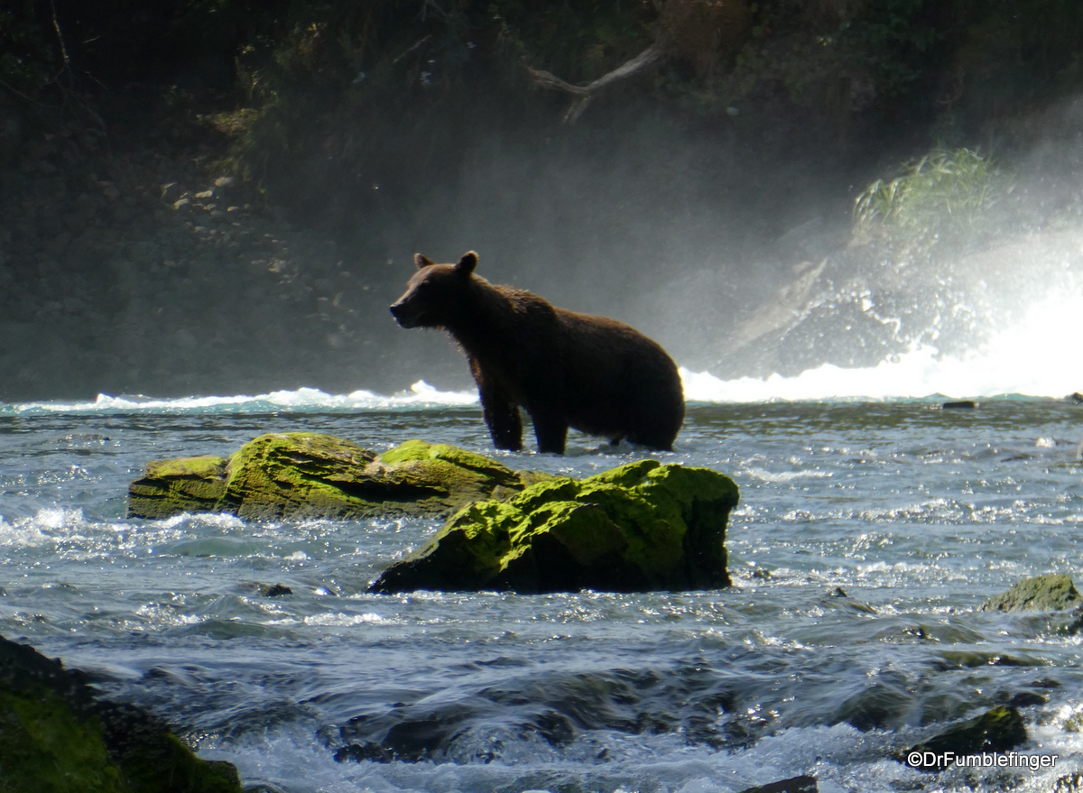 Alaskan Brown Bear at Devil's Falls
