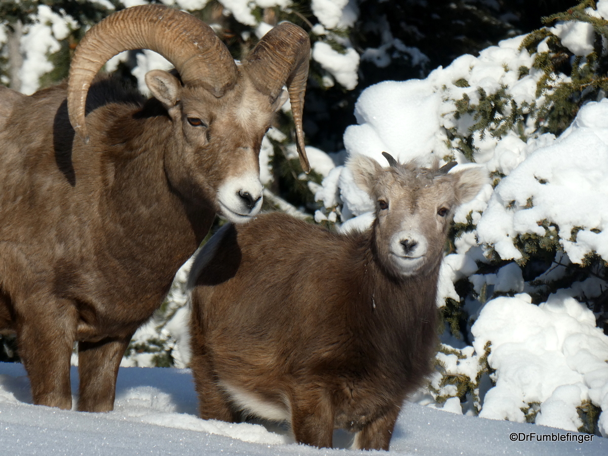 Rocky Mountain Bighorn Sheep, Banff National Park