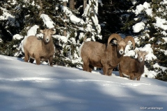 Rocky Mountain Bighorn Sheep, Banff National Park
