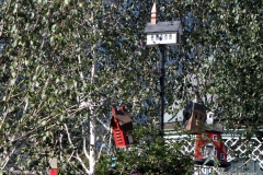 Birdhouses of Tivoli