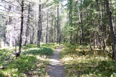 Middle Lake trail, Bow Valley Provincial Park