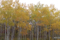 Fall colors, Birds Hill Provincial Park