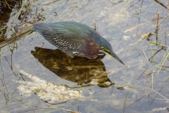 Green Heron, Everglades National Park