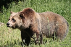 Boo the Grizzly, Golden B.C . Grizzly Bear Refuge