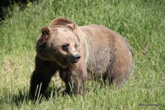 Boo the Grizzly, Golden B.C . Grizzly Bear Refuge