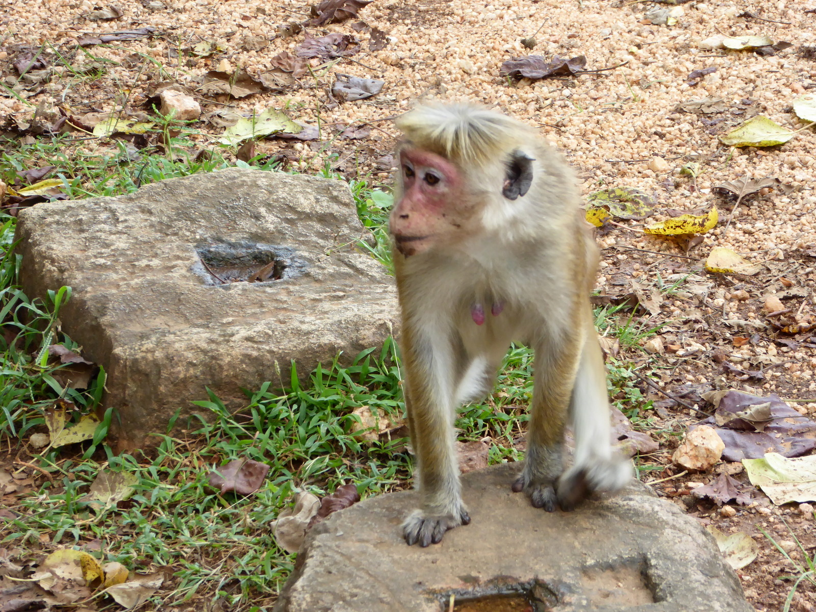 Monkey, Polonnaruwa