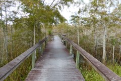 Pinelands Trail, Everglades National Park