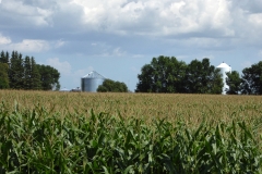 Corn crop, Manitoba