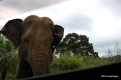 Elephant, Southern Sri Lanka