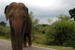 Elephant, Southern Sri Lanka