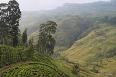 St. Clair tea plantation and waterfall, Sri Lanka