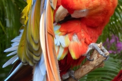 Scarlet Macaw, Florida