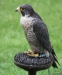 Falcon at the Royal Mews