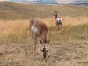 Pronghorn antelope, Montana