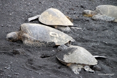 Green Sea Turtles at Punalu'u Black Sand Beach