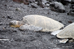 Green Sea Turtles at Punalu'u Black Sand Beach