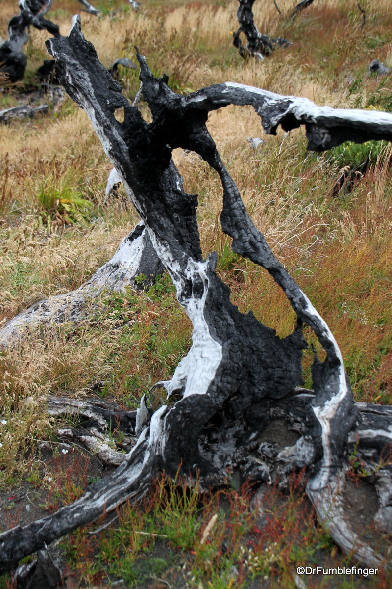 Remnants of a Wildfire, Torres Del Paine NP, Chile