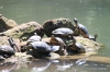 Turtle pond at Villa Borghese