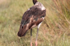 Sandibe. Saddlebill stork, Botswana