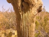 Rare variant of a saguaro cactus