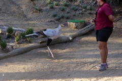 Bird show, San Diego Zoo Safari Park