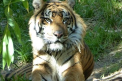 Sumatran Tigers,  San Diego Zoo Safari Park