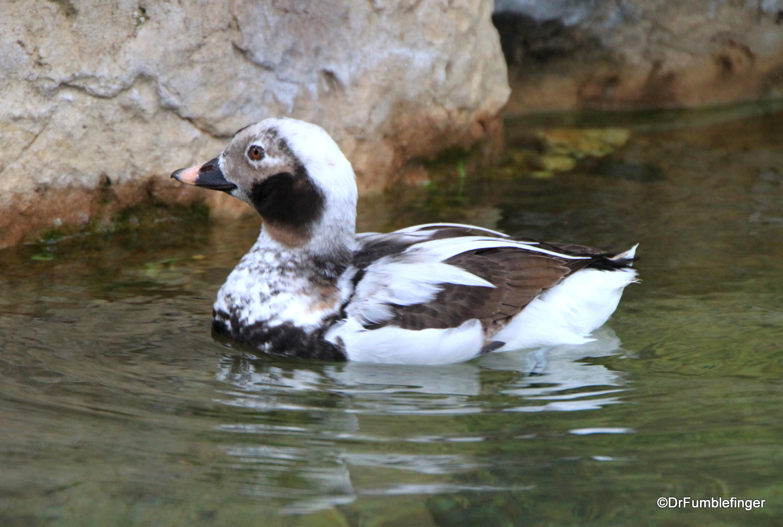 San Diego Zoo, Duck