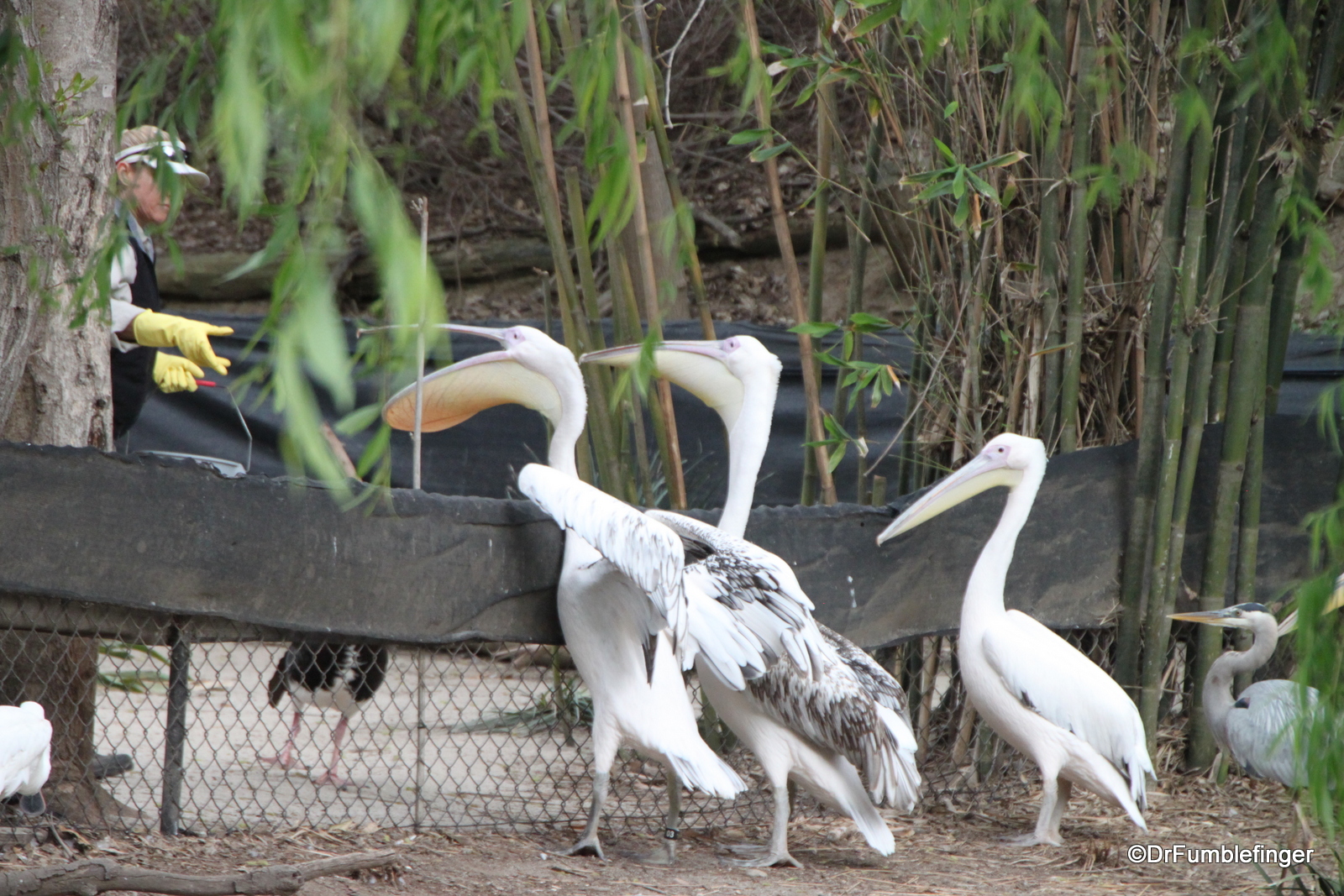 San Diego Zoo, Feeding the pelicans