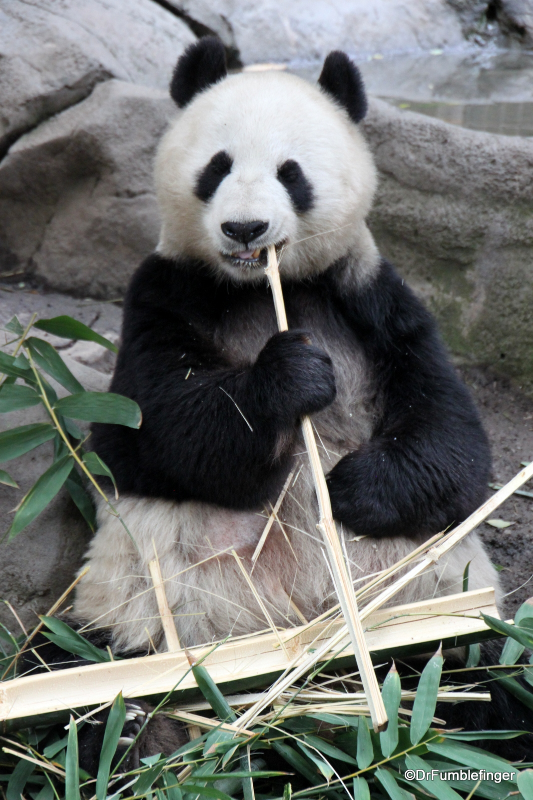 San Diego Zoo, Giant Panda