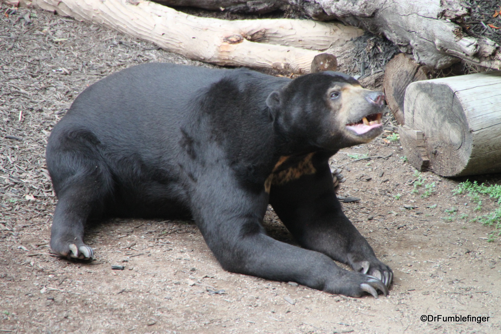San Diego Zoo, Bornean sun Bear