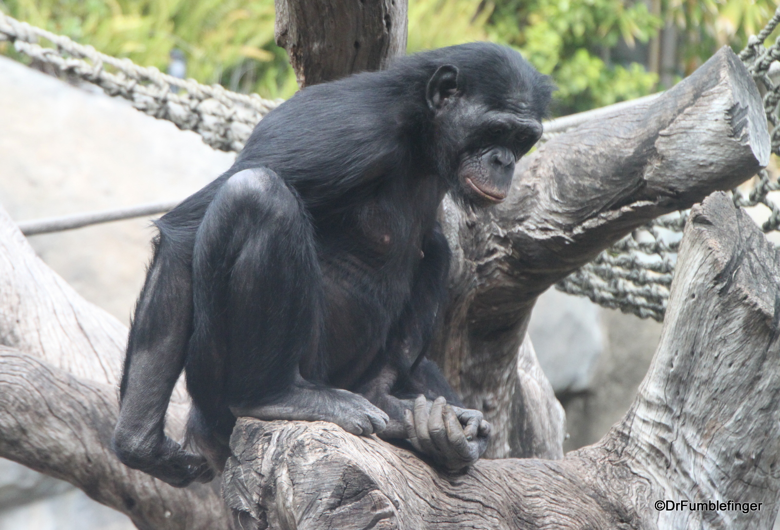 San Diego Zoo, Bonobo