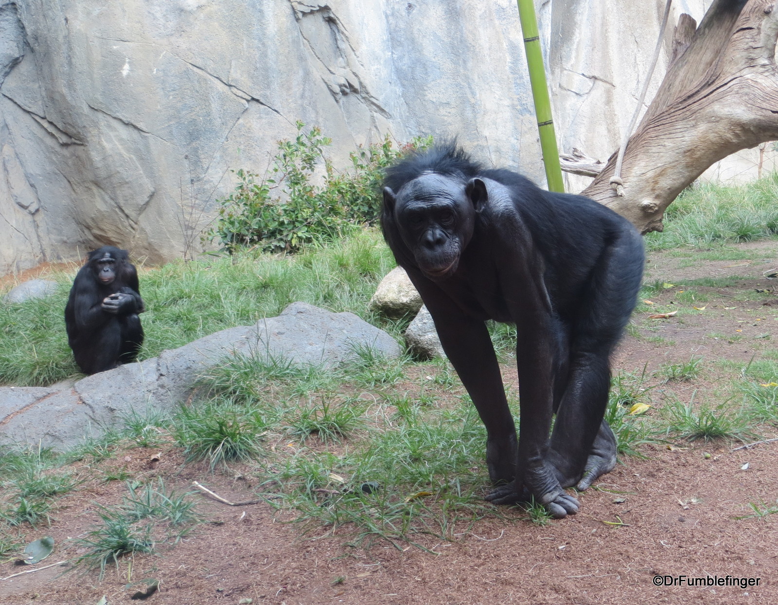 San Diego Zoo, Bonobo