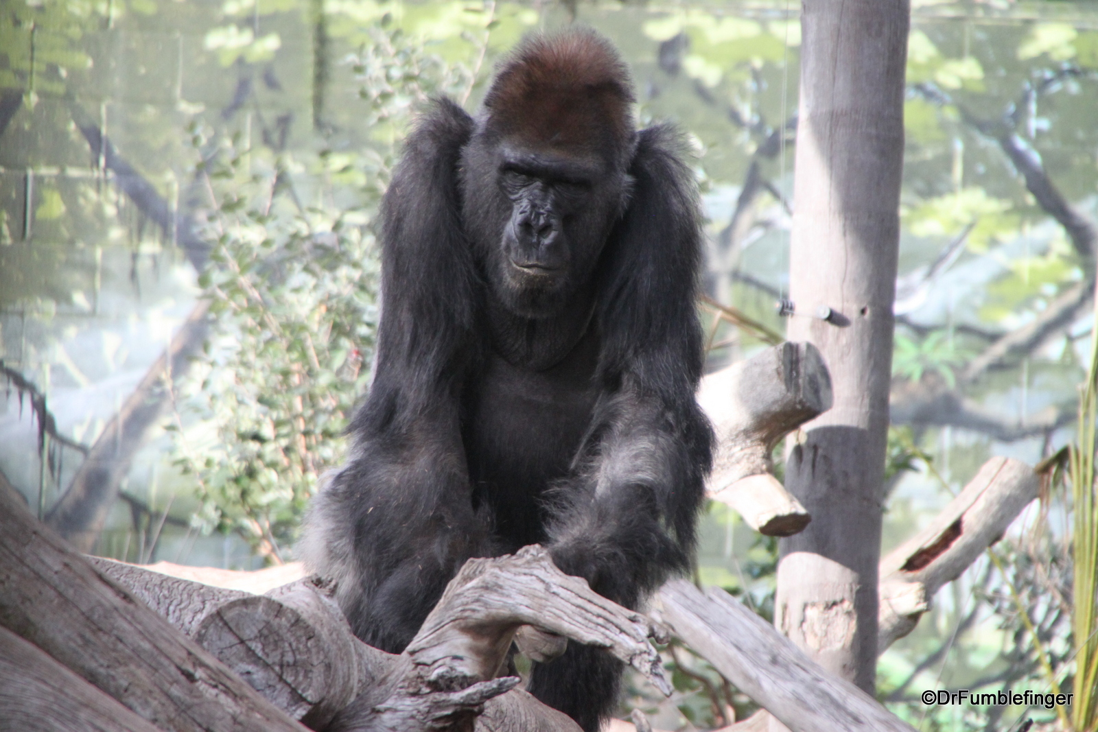 San Diego Zoo, Western Gorilla