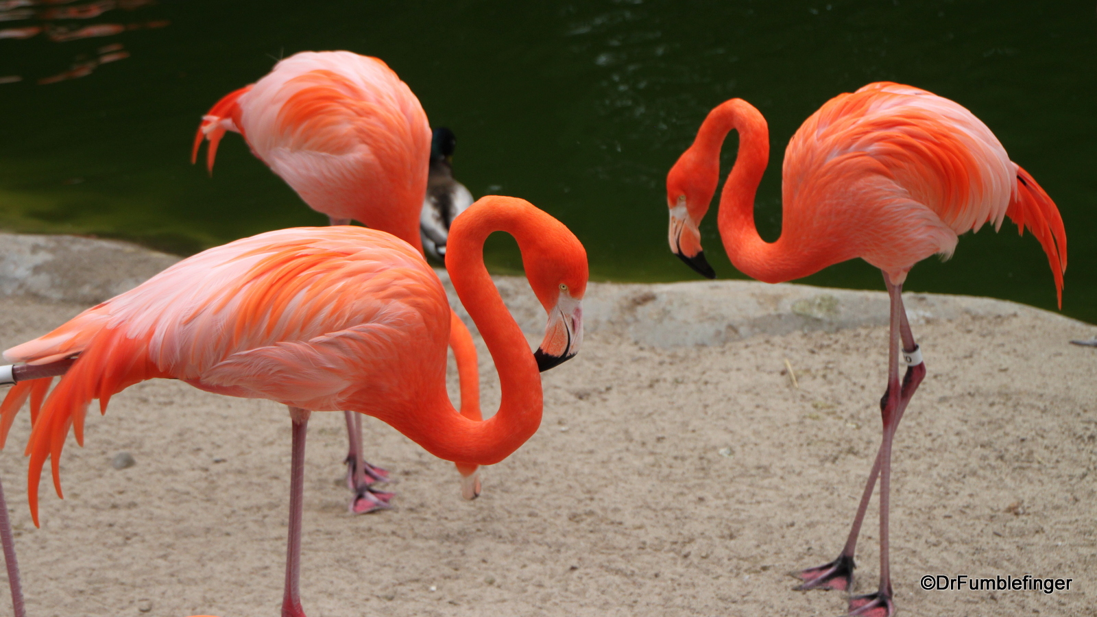 San Diego Zoo, Flamingos