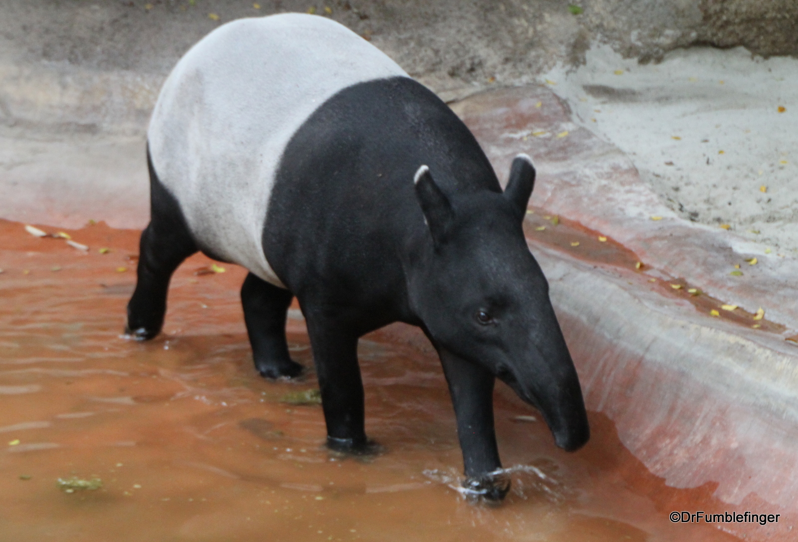 San Diego Zoo, Malayan Tapir